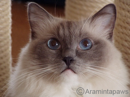 Ragdoll Katze blue mitted mit blauen Augen, die Ragdoll als Point-Katze