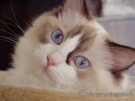 Ragdoll Katze chocolate bicolour mit blauen Augen, die Ragdoll als Point-Katze