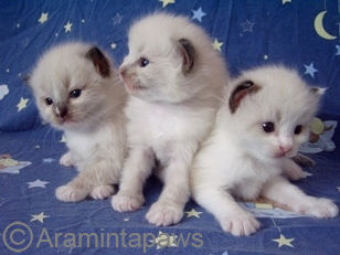 drei Ragdoll Kitten in seal mitted, blue mitted, seal bicolour