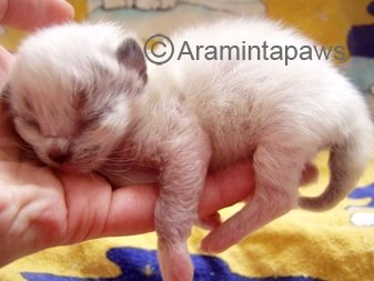 Neugeborenes Ragdoll Kitten wird in der Hand gehalten