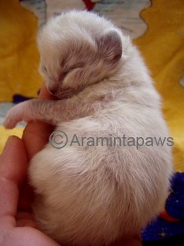 Ragdoll Baby schläft in Menschenhand