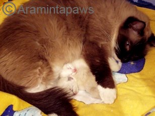 Ragdoll Mama seal mitted mit ihren beiden Kitten