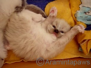 Ragdoll Kitten seal mitted