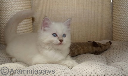 Ragdoll Kater lilac lynx colourpoint mit blauen Augen, die Ragdoll als Point-Katze
